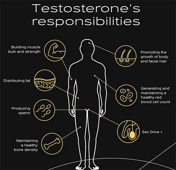 Responsabilidad de la testosterona en el organismo